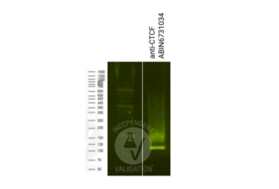 Cleavage Under Targets and Release Using Nuclease validation image for anti-CCCTC-Binding Factor (Zinc Finger Protein) (CTCF) antibody (ABIN6731034) (Recombinant CTCF anticorps)