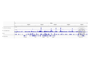 Cleavage Under Targets and Release Using Nuclease validation image for anti-CCCTC-Binding Factor (Zinc Finger Protein) (CTCF) antibody (ABIN6731034) (Recombinant CTCF anticorps)