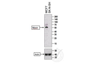 MYCN anticorps  (AA 401-464)