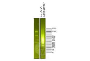 Cleavage Under Targets and Release Using Nuclease validation image for anti-Distal-Less Homeobox 5 (DLX5) (Center) antibody (ABIN5619487) (DLX5 anticorps  (Center))