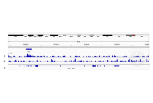 Cleavage Under Targets and Release Using Nuclease validation image for anti-Distal-Less Homeobox 5 (DLX5) (Center) antibody (ABIN5619487) (DLX5 anticorps  (Center))