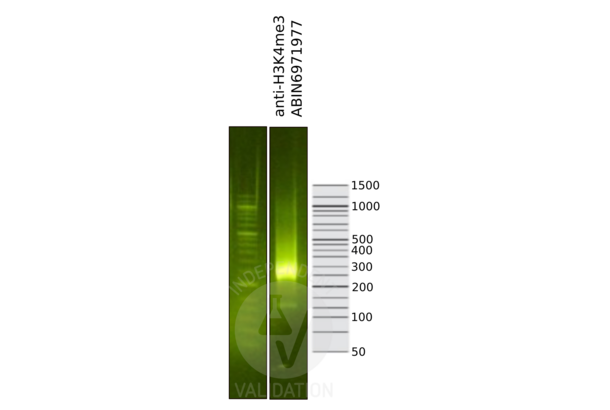 Histone 3 anticorps  (3meLys4)