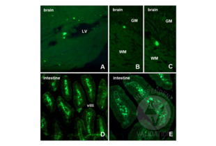 Immunohistochemistry validation image for anti-Bromodeoxyuridine (BrdU) antibody (ABIN2477713) (BrdU anticorps)