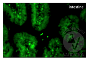 Immunohistochemistry validation image for anti-Bromodeoxyuridine (BrdU) antibody (ABIN2477713) (BrdU anticorps)