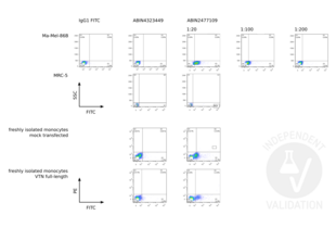 Flow Cytometry validation image for anti-Vitronectin (VTN) antibody (ABIN2477109) (Vitronectin anticorps)