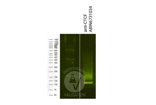 Recombinant CTCF anticorps