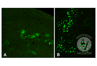 Immunohistochemistry validation image for anti-5-Methylcytosine antibody (ABIN1385081) (5-Methylcytosine anticorps)