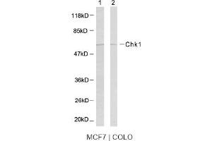 Image no. 2 for anti-Checkpoint Kinase 1 (CHEK1) (Ser317) antibody (ABIN197292) (CHEK1 anticorps  (Ser317))