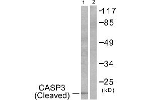Western blot analysis of extracts from 293 cells, treated with Etoposide (25uM, 60mins), using Caspase 3 (cleaved-Asp175) antibody. (Caspase 3 anticorps  (Cleaved-Asp175))