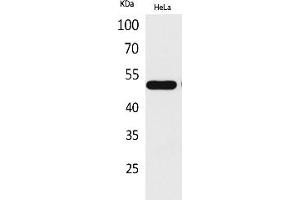 Western Blot analysis of hela cells using LXRα Polyclonal Antibody. (NR1H3 anticorps  (Internal Region))