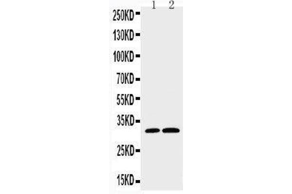 Caspase 3 anticorps  (C-Term)