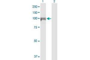 Western Blot analysis of DIAPH3 expression in transfected 293T cell line by DIAPH3 MaxPab polyclonal antibody. (DIAPH3 anticorps  (AA 1-849))