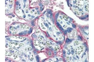 Human Placenta (formalin-fixed, paraffin-embedded) stained with c-Metat 15 µg/ml followed by biotinylated goat anti-rabbit IgG secondary antibody, alkaline phosphatase-streptavidin and chromogen. (c-MET anticorps  (C-Term))