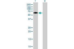 Western Blot analysis of BTBD10 expression in transfected 293T cell line by BTBD10 MaxPab polyclonal antibody. (BTBD10 anticorps  (AA 1-475))