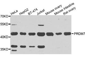 Western blot analysis of extracts of various cells, using PRDM7 antibody. (PRDM7 anticorps)