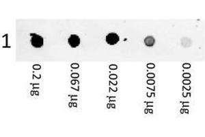 Image no. 1 for Goat anti-Mouse IgG (Whole Molecule) antibody (PE) (ABIN1967814) (Chèvre anti-Souris IgG (Whole Molecule) Anticorps (PE))