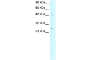 Western Blotting (WB) image for anti-Adiponectin (ADIPOQ) antibody (ABIN2460579) (ADIPOQ anticorps)