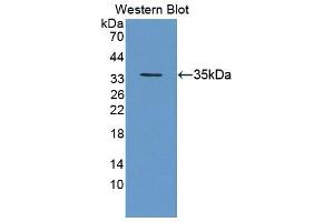 Figure. (Geminin anticorps  (AA 8-206))