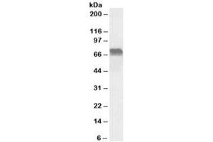 Western blot testing of Daudi lysate with LMO6 antibody at 0. (PRICKLE3 anticorps)