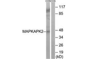 Western Blotting (WB) image for anti-Mitogen-Activated Protein Kinase-Activated Protein Kinase 2 (MAPKAPK2) (AA 238-287) antibody (ABIN2889150) (MAPKAP Kinase 2 anticorps  (AA 238-287))