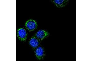 MCF-7 cells were fixed in paraformaldehyde, permeabilized with 0. (Cytochrome C anticorps)