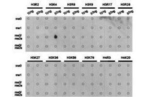 Western Blotting (WB) image for anti-Histone 3 (H3) (H3K4me2) antibody (ABIN1872995) (Histone 3 anticorps  (H3K4me2))