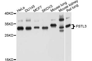Western blot analysis of extracts of various cell lines, using FSTL3 antibody (ABIN5997748) at 1/1000 dilution. (FSTL3 anticorps)