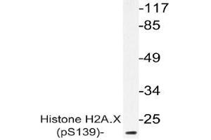 Western blot (WB) analysis of p-Histone H2A. (H2AFX anticorps  (pSer139))