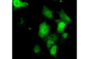 Immunofluorescence (IF) image for anti-Chromosome 21 Open Reading Frame 59 (C21orf59) antibody (ABIN1497044) (C21orf59 anticorps)