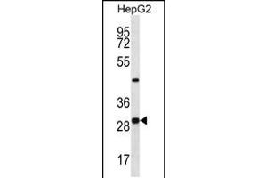 Western blot analysis in HepG2 cell line lysates (35ug/lane). (PROSC anticorps  (C-Term))