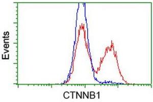 HEK293T cells transfected with either RC208947 overexpress plasmid (Red) or empty vector control plasmid (Blue) were immunostained by anti-CTNNB1 antibody (ABIN2454138), and then analyzed by flow cytometry. (CTNNB1 anticorps)