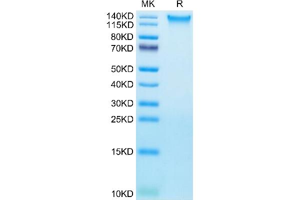 CD248 Protein (AA 18-687) (His tag)