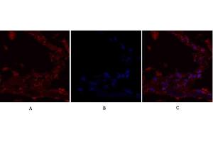 Immunofluorescence analysis of human lung tissue. (IRS1 anticorps)