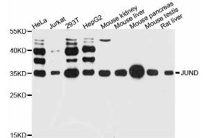 Western blot analysis of extracts of various cell lines, using JUND antibody (ABIN5998026) at 1:3000 dilution. (JunD anticorps)