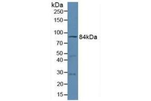 Western Blotting (WB) image for anti-Mitofusin 1 (MFN1) (AA 1-234) antibody (ABIN5013951)