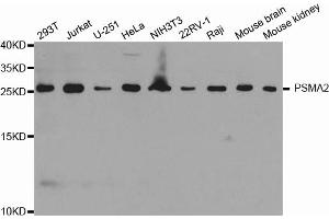 Western blot analysis of extracts of various cell lines, using PSMA2 antibody. (PSMA2 anticorps)