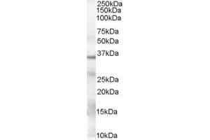 Western Blotting (WB) image for anti-Glyceraldehyde-3-Phosphate Dehydrogenase (GAPDH) (AA 92-103) antibody (ABIN294540) (GAPDH anticorps  (AA 92-103))