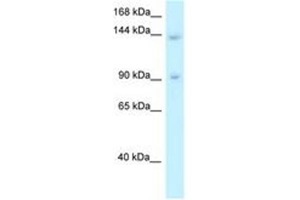 TRERF1 anticorps  (AA 957-1006)