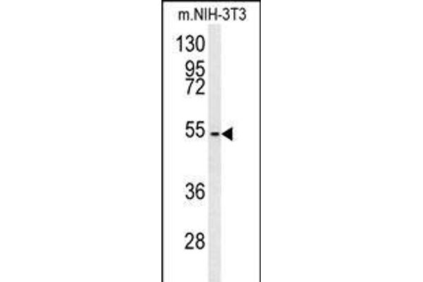 CCZ1 anticorps  (AA 239-265)