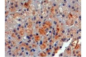 Image no. 1 for anti-Proopiomelanocortin (POMC) (C-Term) antibody (ABIN374549) (POMC anticorps  (C-Term))