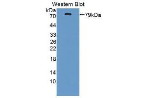 Western blot analysis of the recombinant protein. (PPOX anticorps  (AA 12-471))