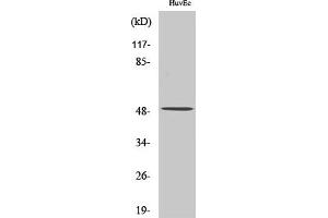 Western Blot analysis of various cells using Caspase12 Polyclonal Antibody diluted at 1:500. (Caspase 12 anticorps  (Internal Region))