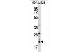 HIST1H1D Antibody (Center) (ABIN657667 and ABIN2846660) western blot analysis in MDA-M cell line lysates (35 μg/lane). (Histone H1.3 anticorps  (AA 135-164))