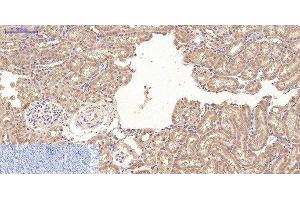 Immunohistochemistry of paraffin-embedded Rat kidney tissue using CD10 Monoclonal Antibody at dilution of 1:200. (MME anticorps)