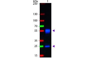 Western Blot of Goat anti-Mouse IgG Fluorescein Conjugated Antibody. (Chèvre anti-Souris IgG (Heavy & Light Chain) Anticorps (FITC) - Preadsorbed)