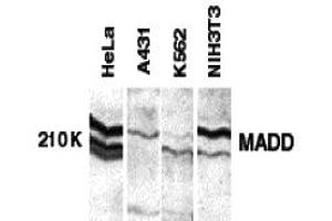 Western Blotting (WB) image for anti-MAP-Kinase Activating Death Domain (MADD) (C-Term) antibody (ABIN1030503) (MADD anticorps  (C-Term))