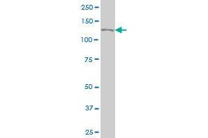 CAND1 monoclonal antibody (M03), clone 2D7 Western Blot analysis of CAND1 expression in Hela S3 NE . (CAND1 anticorps  (AA 1-100))