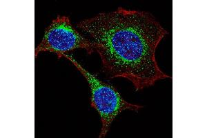 Fluorescent confocal image of HeLa cells stained with IFITM3 (N-term) antibody. (IFITM3 anticorps  (N-Term))