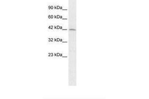 Image no. 1 for anti-Paired Box 3 (PAX3) (AA 164-213) antibody (ABIN202433) (Paired Box 3 anticorps  (AA 164-213))