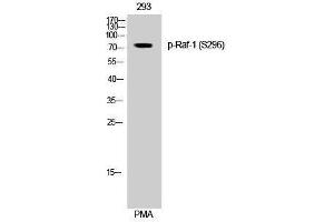 Western Blotting (WB) image for anti-V-Raf-1 Murine Leukemia Viral Oncogene Homolog 1 (RAF1) (pSer296) antibody (ABIN3173249) (RAF1 anticorps  (pSer296))